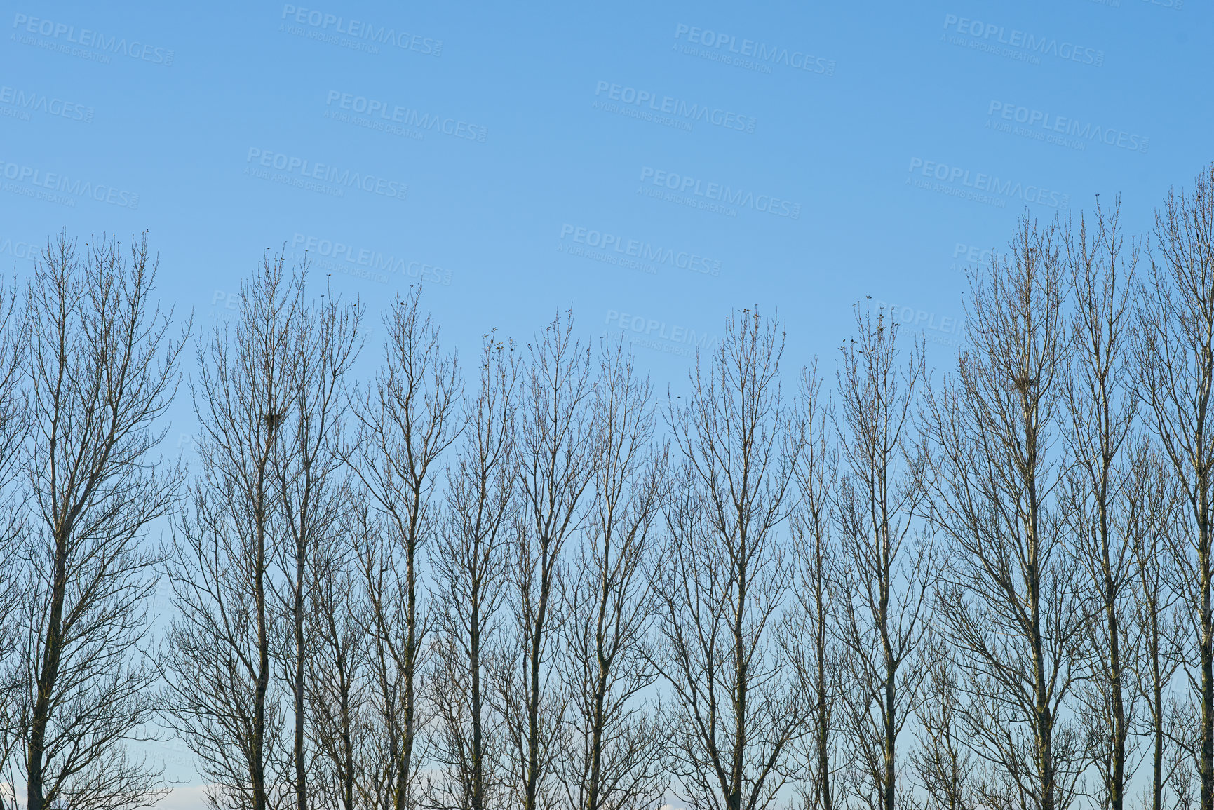 Buy stock photo Winter, forest and row of trees on blue sky in nature with branches and calm environment. Backyard, garden and woods outdoor in park with leafless plants in cold climate and morning in countryside