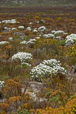Buy stock photo White flowers, field and bush in nature for background of tourism with travel, adventure and explore outdoor. Indigenous plants, Fynbos wildflower and drought landscape in Western Cape, South Africa