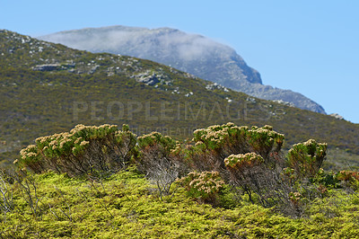 Buy stock photo Mountain, blue sky and bush with natural landscape for travel location, outdoor adventure and environment. Nature, hill and rocks for calm morning, peace and holiday destination in Cape Town.