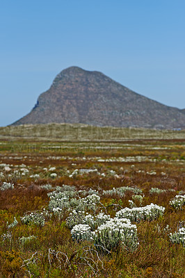Buy stock photo White flowers, field and mountains in nature for background of tourism with travel, adventure and to explore. Indigenous plants, drought or landscape of Fynbos wildflower in Cape Town, South Africa