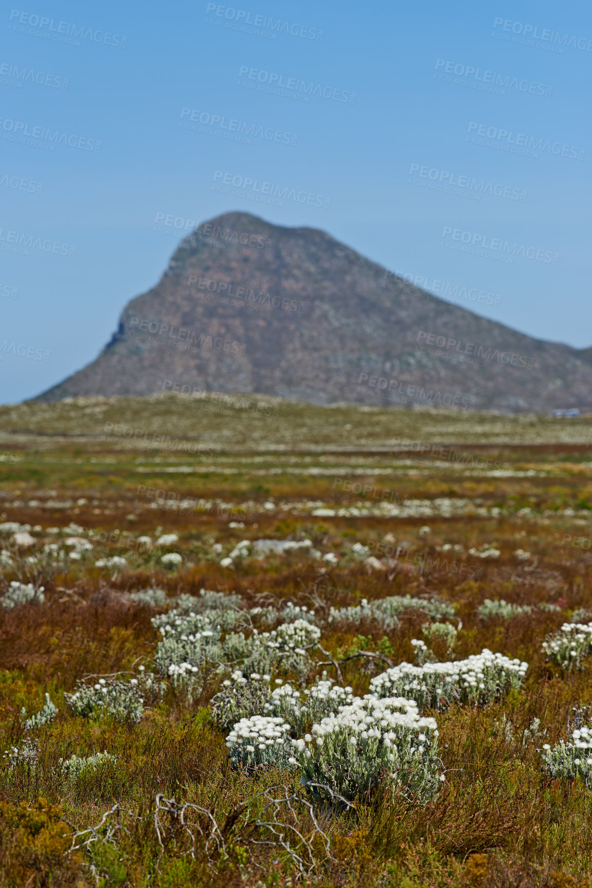 Buy stock photo White flowers, field and mountains in nature for background of tourism with travel, adventure and to explore. Indigenous plants, drought or landscape of Fynbos wildflower in Cape Town, South Africa