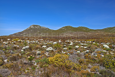 Buy stock photo Fynbos flowers growing in an open field in the Western Cape