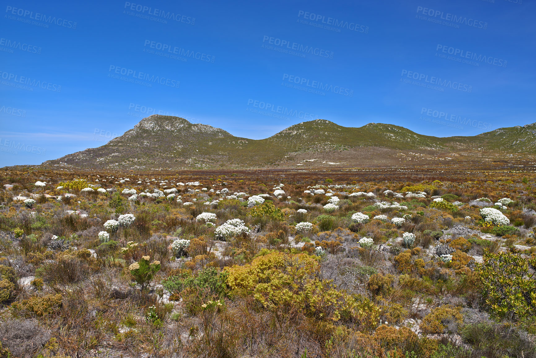 Buy stock photo Fynbos flowers growing in an open field in the Western Cape
