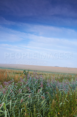 Buy stock photo Plants, field or nature with common reed, flowers or sustainable growth in environment. Sky in background, outdoor crops or landscape of grass, lawn or natural pasture for agriculture and ecology