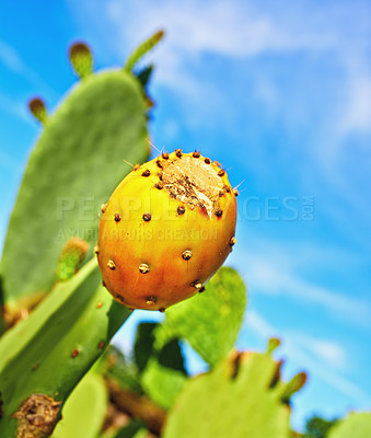 Buy stock photo Outdoors, nature and prickly pear cactus in desert, sustainable environment and peaceful ecosystem. Plant, closeup and native succulent or leaves in Hawaii, blue sky and botany in forest or woods