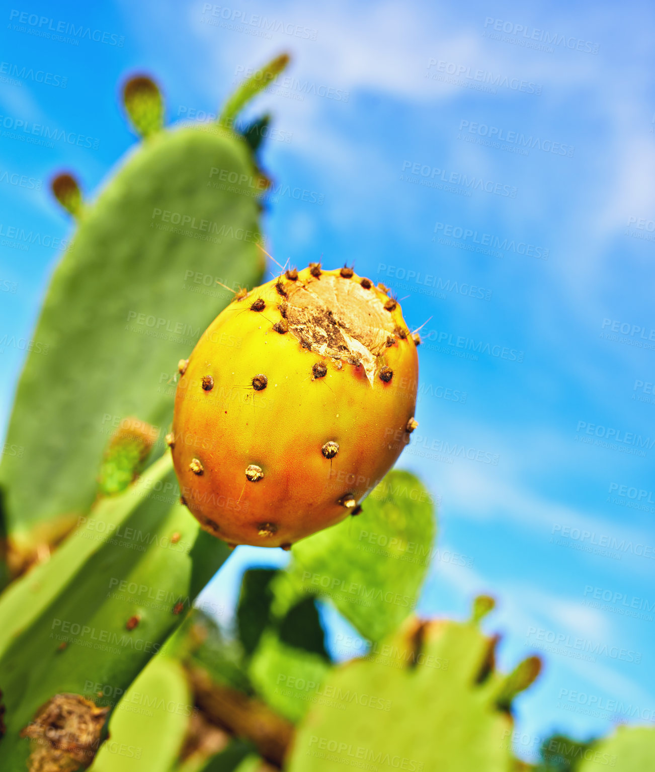 Buy stock photo Outdoors, nature and prickly pear cactus in desert, sustainable environment and peaceful ecosystem. Plant, closeup and native succulent or leaves in Hawaii, blue sky and botany in forest or woods