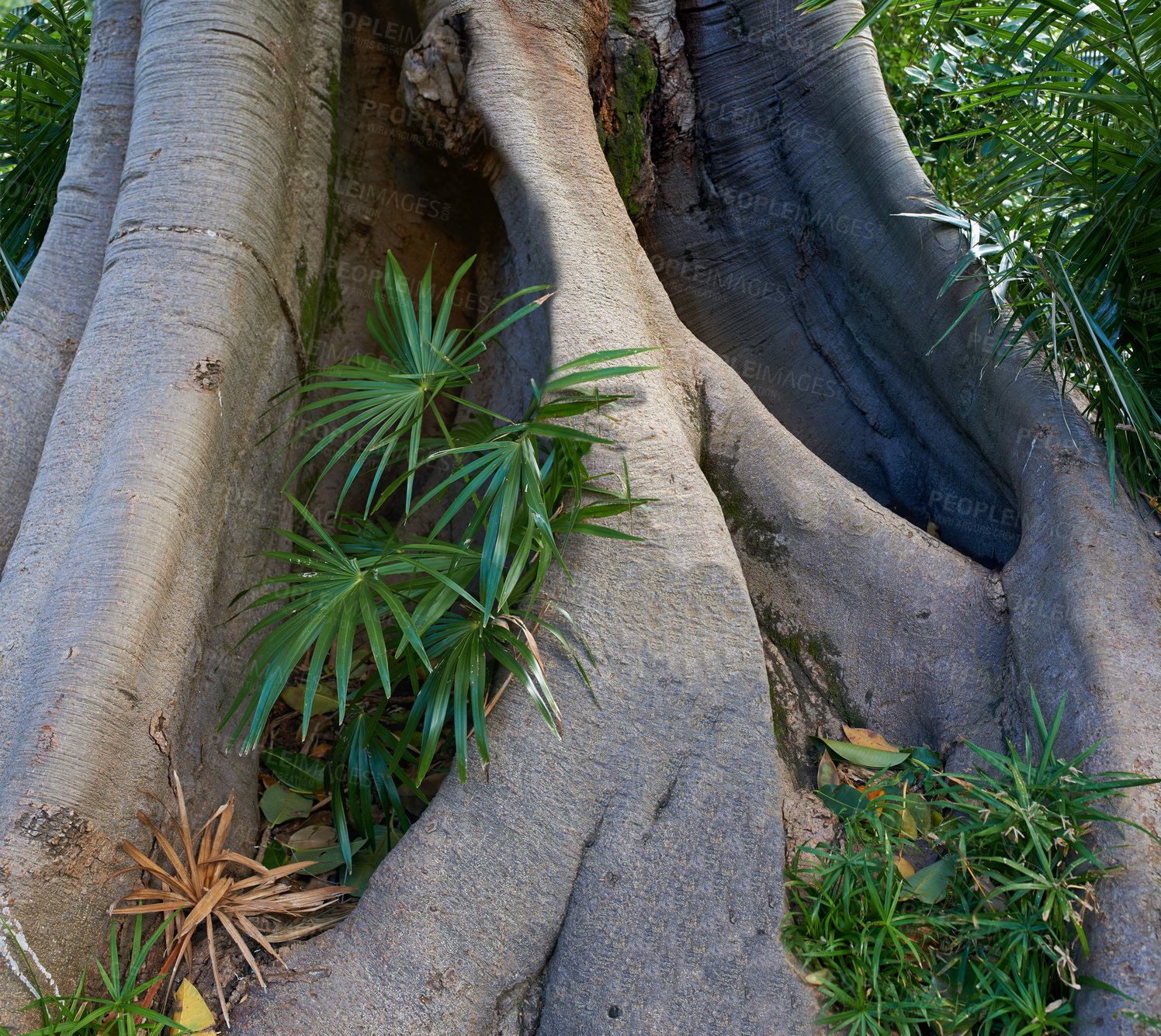 Buy stock photo Jungle, tree and bark of trunk in forest with plants and leaves on ground in nature, park or woods. Outdoor, environment and roots closeup with biodiversity in summer rainforest or countryside