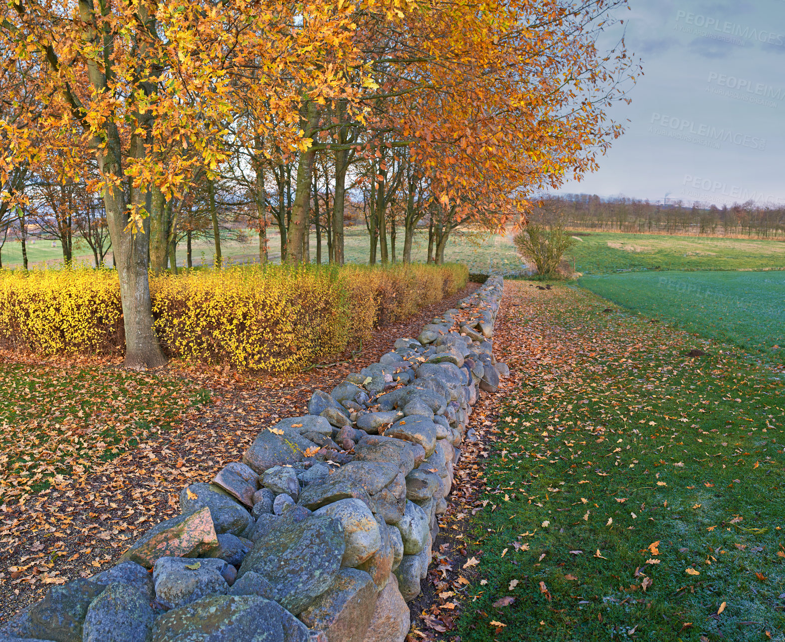Buy stock photo Countryside, forest and trees with sunshine, rocks and autumn with sustainability and plants. Environment, blue sky and stones with grass and nature with woods and eco friendly with landscape
