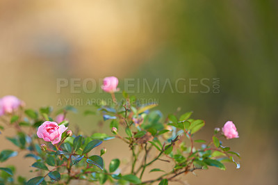Buy stock photo Nature, spring and rose bush in field with natural landscape, morning blossom and floral bloom. Growth, peace and pink flowers in green backyard garden, countryside mockup and sustainable environment