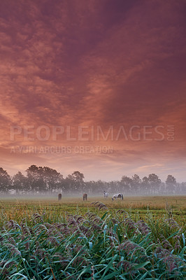 Buy stock photo Horses grazing in a field during a misty sunrise