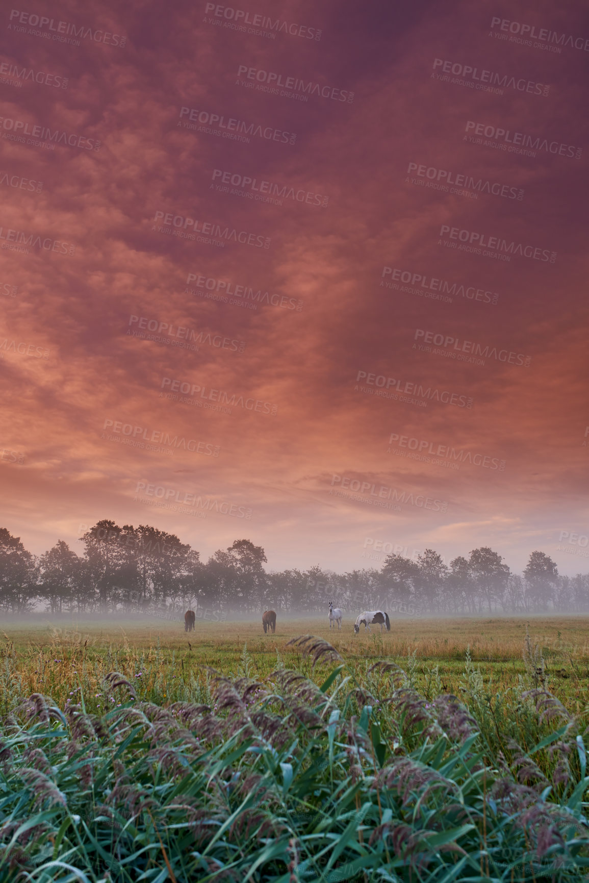 Buy stock photo Horses grazing in a field during a misty sunrise