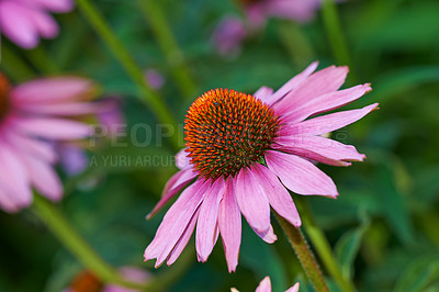 Buy stock photo Coneflower, nature and flowerbed on spring closeup, medicinal plant for fresh vegetation. Pollen and ecology or biodiversity or environmental sustainability, Echinacea purpurea or growth or earth day