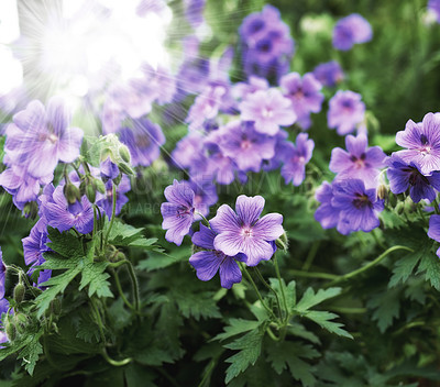 Buy stock photo Flower, cranesbill and botany in outdoors for nature, horticulture and conservation of meadow. Plants, calm and growth in sustainability of countryside, sunshine and peace in environment on travel