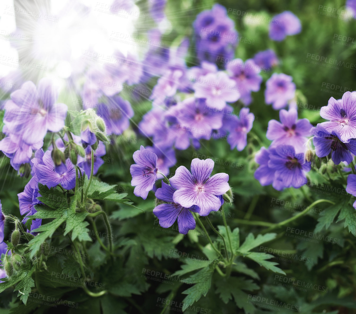 Buy stock photo Flower, cranesbill and botany in outdoors for nature, horticulture and conservation of meadow. Plants, calm and growth in sustainability of countryside, sunshine and peace in environment on travel