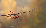 Red berry beauty