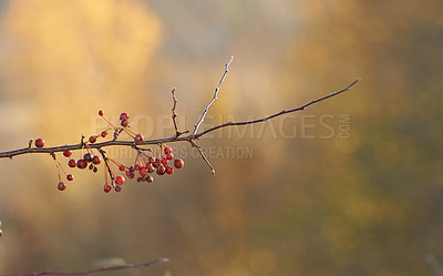 Buy stock photo Closeup of a Chinese Crab apple tree in a garden with blurry background and copyspace. Zoom in on red berries, fruit growing on a branch in nature. Autumn plant with copy space, in a forest or a park