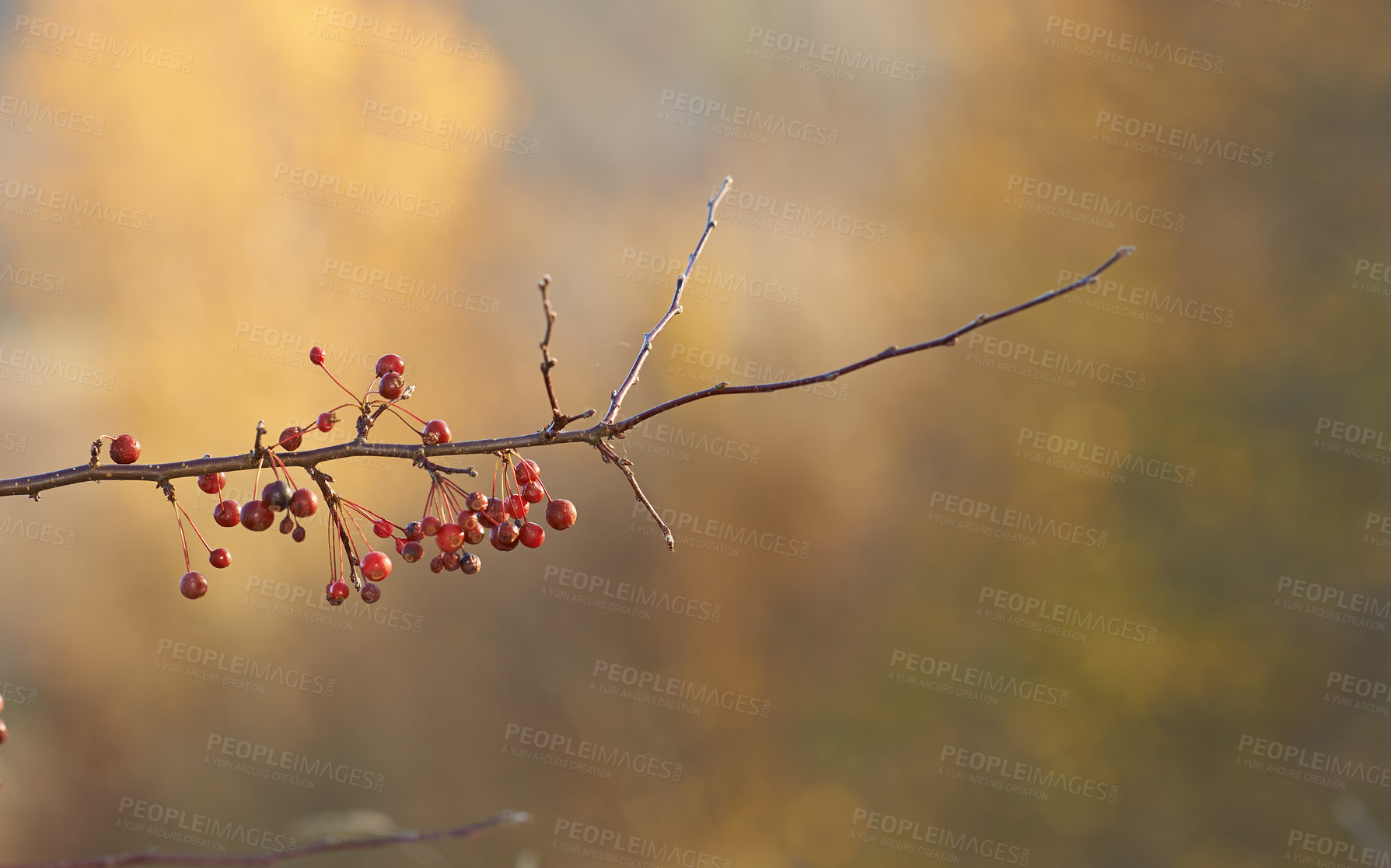 Buy stock photo Closeup of a Chinese Crab apple tree in a garden with blurry background and copyspace. Zoom in on red berries, fruit growing on a branch in nature. Autumn plant with copy space, in a forest or a park