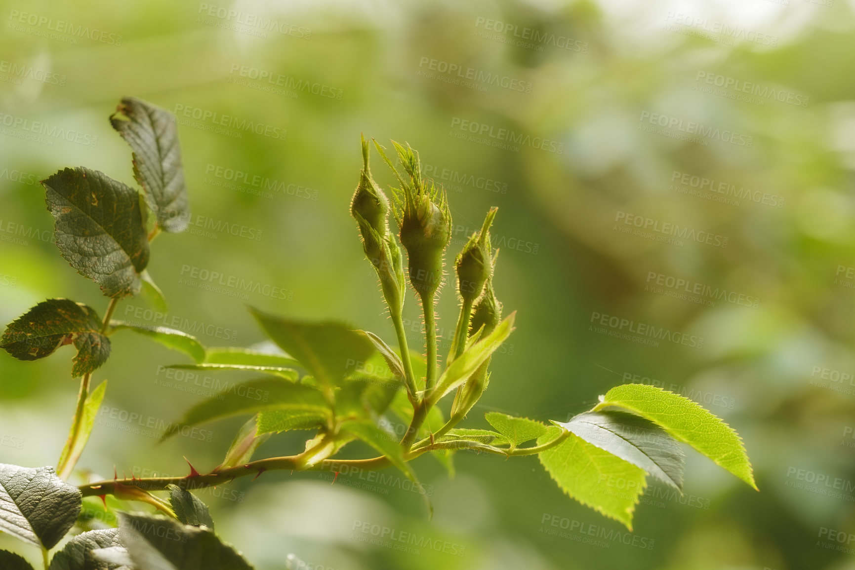 Buy stock photo Rose buds on a vine about to open, closeup of a rose shoot growing from a wild rose bush in garden. Seasonal flowers symbolising romance, love and beauty, will be used for fragrance. Nature wallpaper