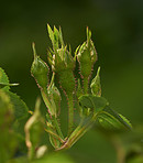 New life budding