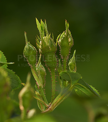 Buy stock photo Rose buds on a vine about to open, closeup of rose shoot growing from a wild rose bush in a garden. Seasonal flowers symbolising romance, love and beauty. Green plant will later be used for fragrance