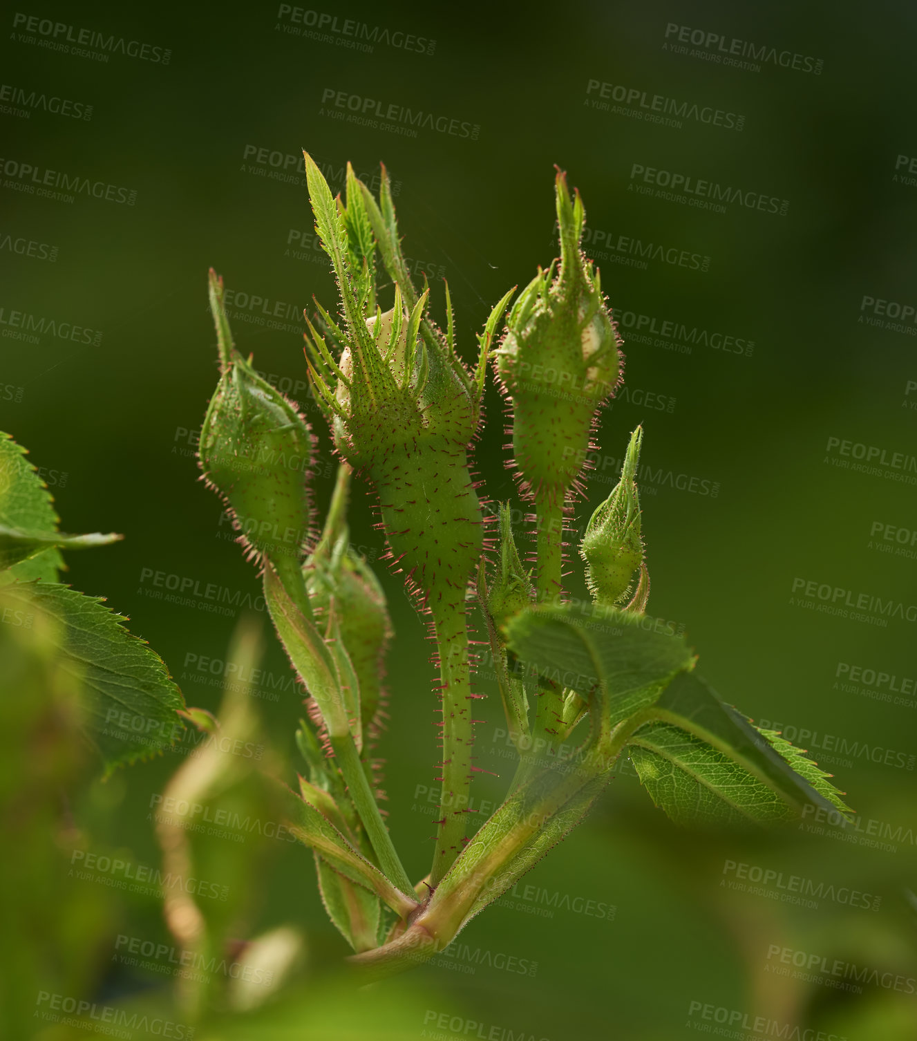 Buy stock photo Rose buds on a vine about to open, closeup of rose shoot growing from a wild rose bush in a garden. Seasonal flowers symbolising romance, love and beauty. Green plant will later be used for fragrance