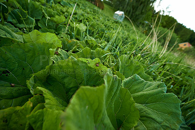 Buy stock photo Vegetable, green leaf and ground or nature environment or small business production, agriculture or clean energy. Healthy food, growth and vegetation on grassland or plant, ecology or sustainable