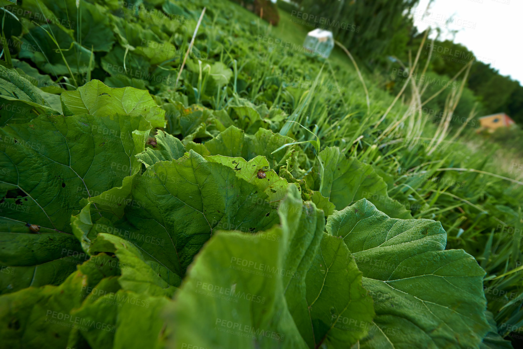 Buy stock photo Vegetable, green leaf and ground or nature environment or small business production, agriculture or clean energy. Healthy food, growth and vegetation on grassland or plant, ecology or sustainable