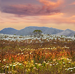 Fynbos in bloom