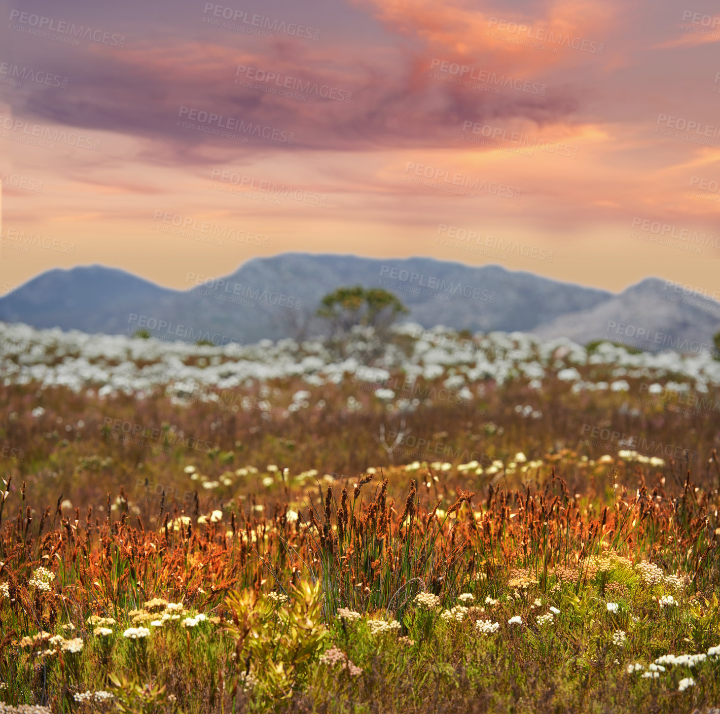 Buy stock photo Wildflowers in bloom in the Cape Province, South Africa