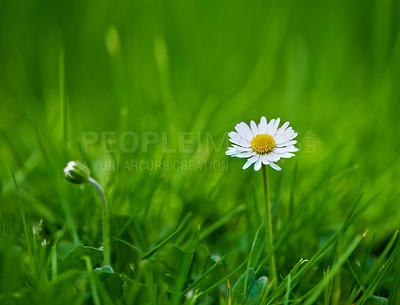 Buy stock photo Flower, daisy and ecology or grass for sustainability, horticulture and conservation of meadow. Plants, garden and growth in nature of countryside, ecosystem and botany for environment on travel