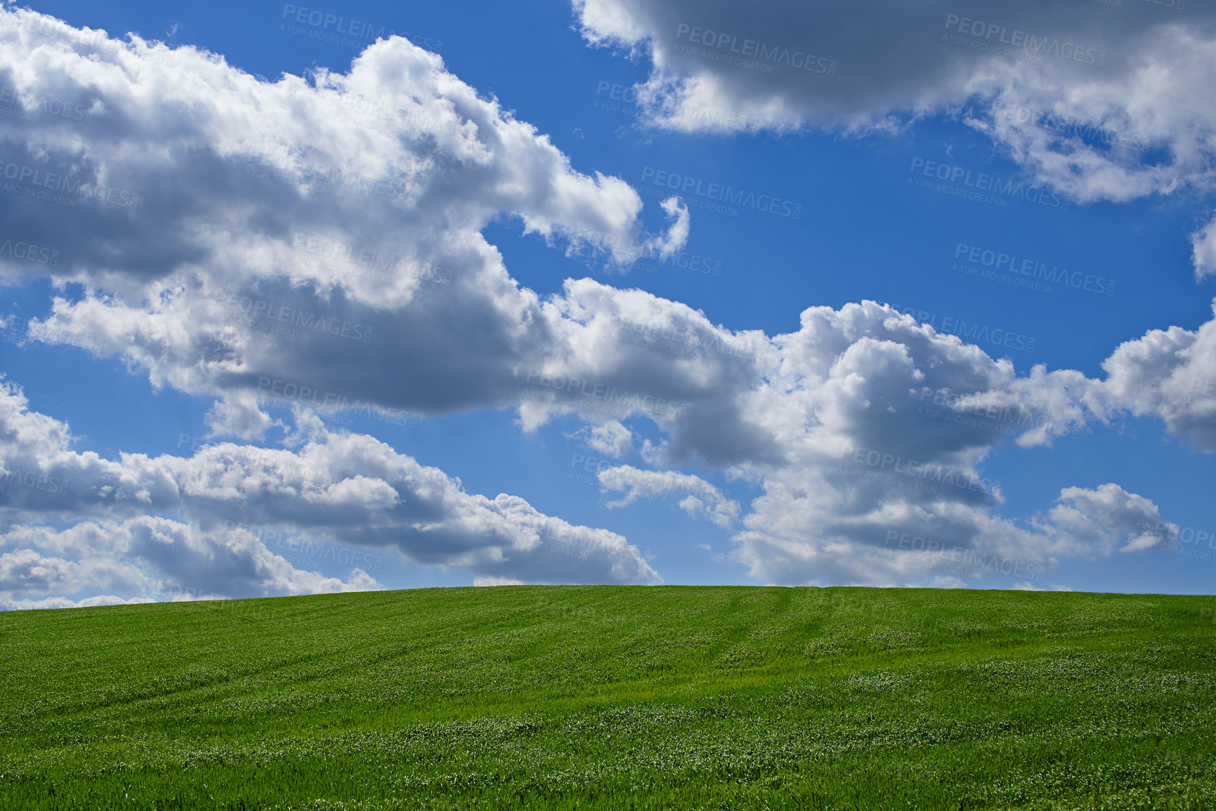 Buy stock photo Meadow, landscape and blue sky with clouds for environment, sustainability and perspective in summer. Beauty, nature and field of green grass for eco friendly, growth and horizon of countryside