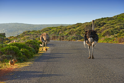Buy stock photo Rear-view of a male and female ostrich walking down a tarred road