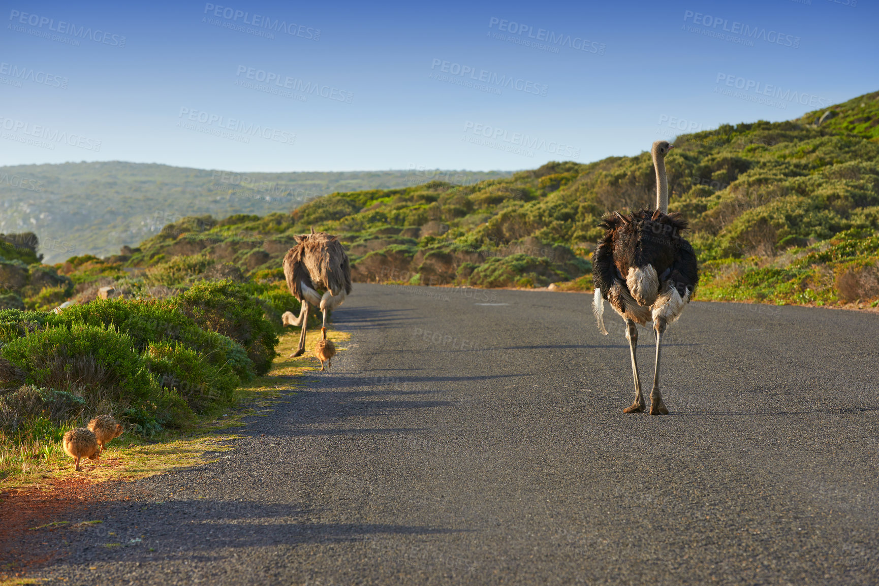Buy stock photo Rear-view of a male and female ostrich walking down a tarred road