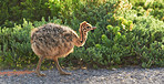 Ostrich chick on the go