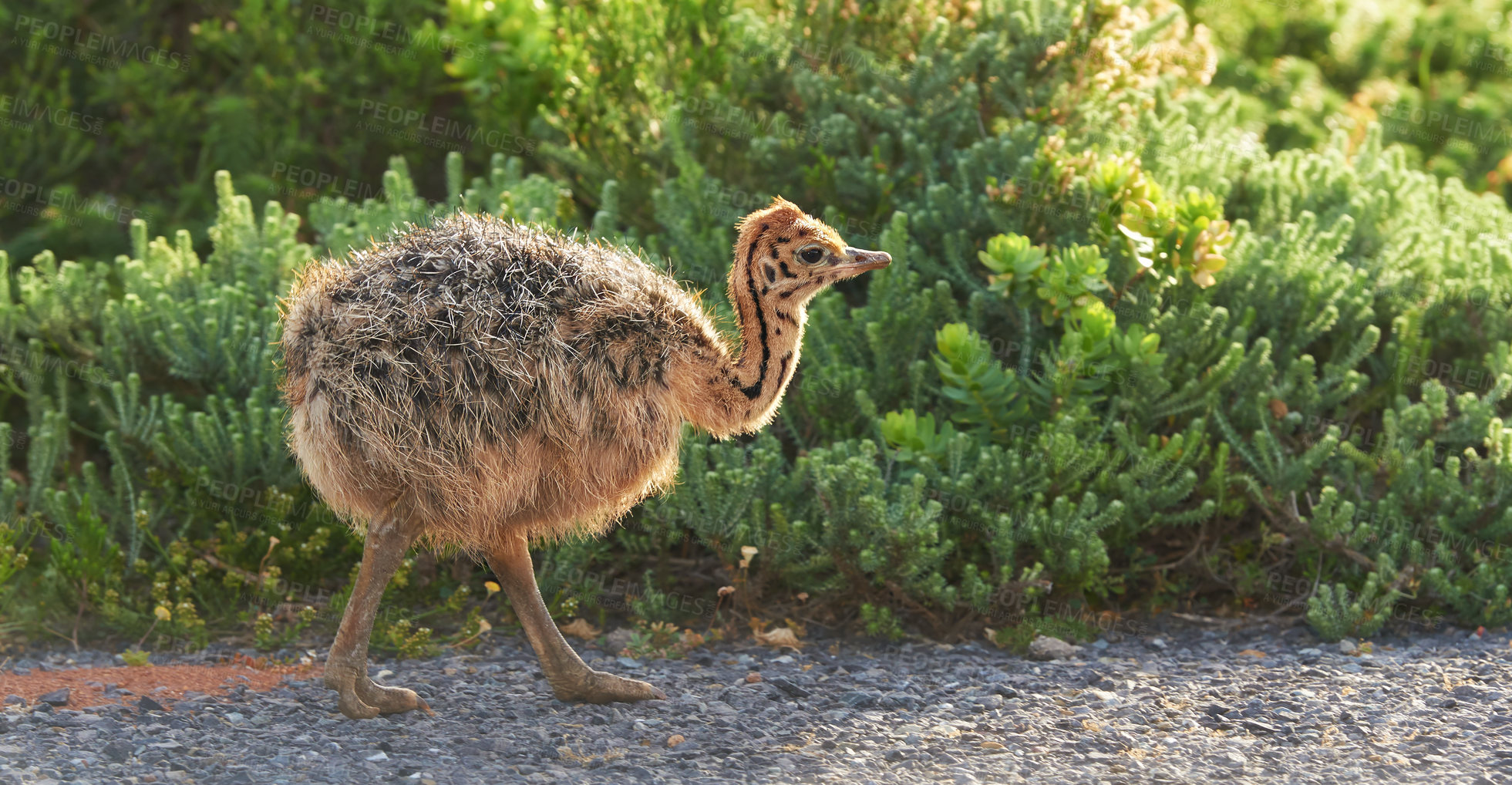 Buy stock photo Bird, nature and plants with baby, road and environment with sunshine and ornithology. Ostrich, cape town and closeup for habitat, conservation and sustainability and rural wildlife and chick or bush