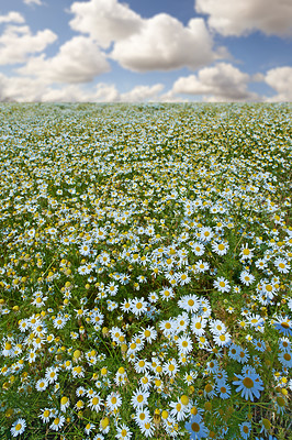 Buy stock photo Daisies, field and countryside or flower environment in spring or outdoor exploring or garden, sustainable or growth. Nature, blue sky and land in England for summer weather or flora, location or sun