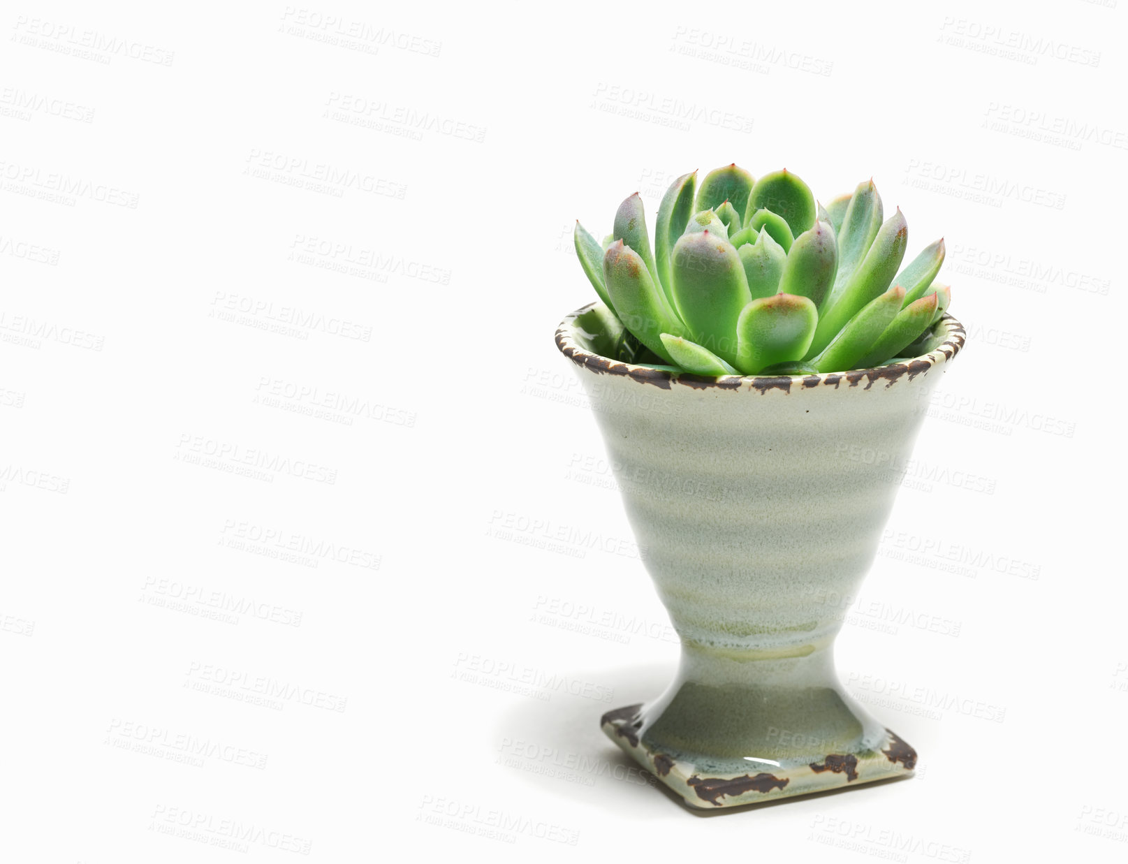 Buy stock photo Echeveria Elegans succulent flower arranged in a porcelain eggcup isolated over a white background. Indoor gardening plant inside a house. A green natural plant growing or decorating a home  