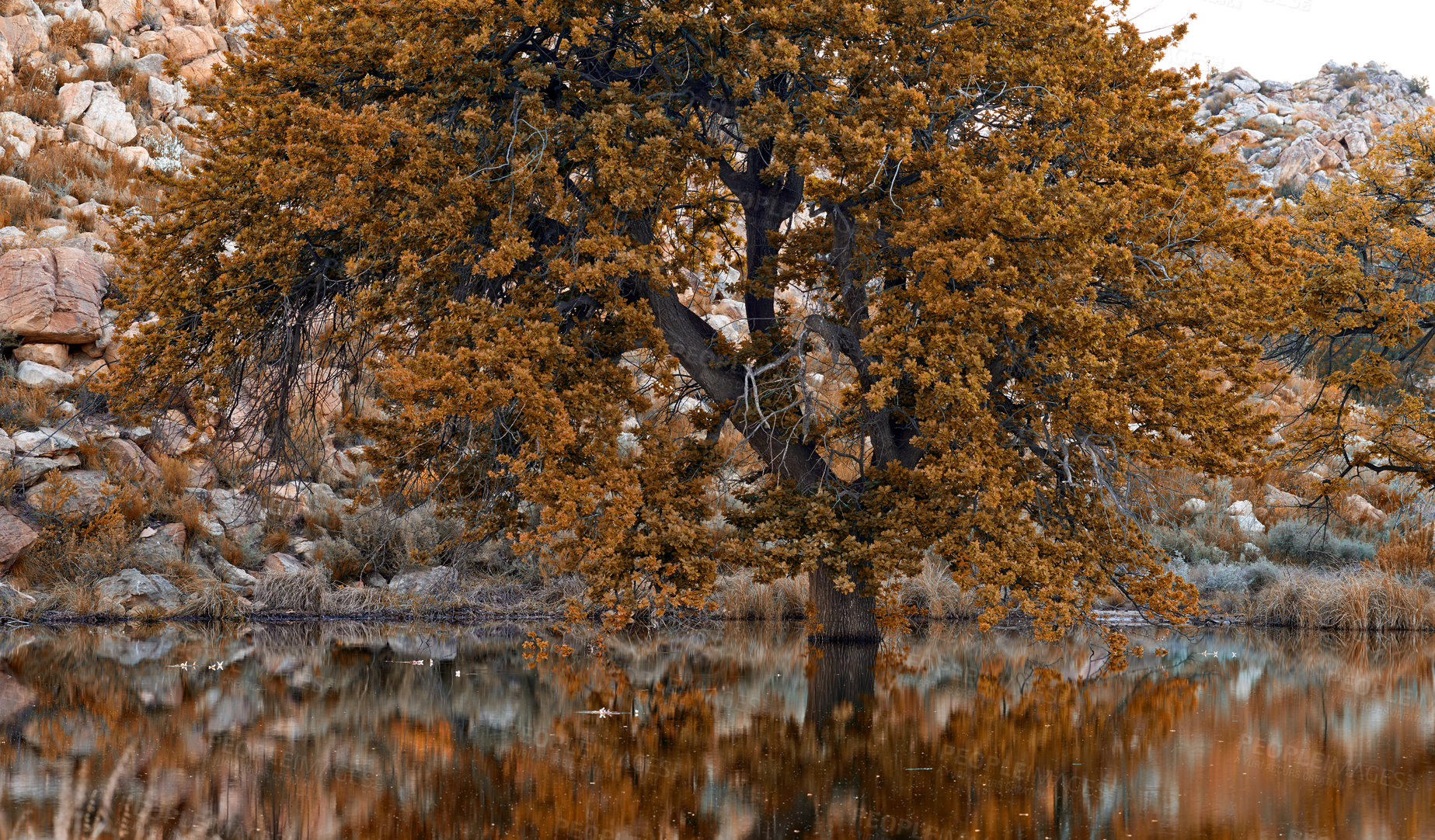 Buy stock photo Forest, nature and reflection of tree in lake for season of autumn at conservation location. Earth, environment and pond with water for sustainability of natural habitat or ecosystem in fall