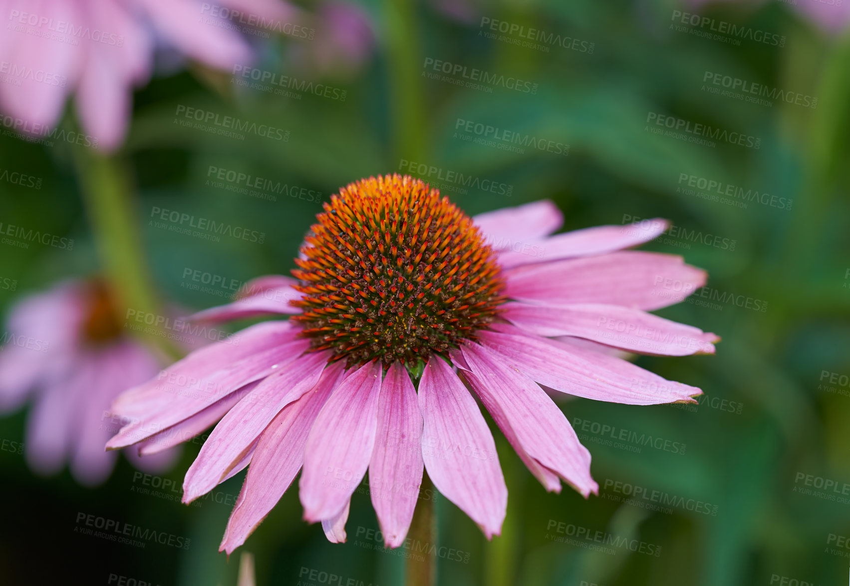 Buy stock photo Coneflower, garden and plant for spring closeup, medicinal flower for fresh vegetation. Pollen and ecology or biodiversity or environmental sustainability, Echinacea purpurea for growth for earth day