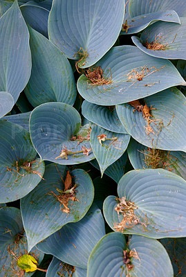 Buy stock photo Blue, hostas and plant in nature environment or outdoor in rainforest or tropical ecosystem, foliage or greenery. Sustainability, woods and summer growth or paradise ecology, field explore or leaf