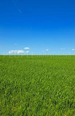 Buy stock photo Sky, mockup and field with landscape of grass, agro farming and outdoor plant growth in summer. Background, botanical or space for environment, lawn or natural pasture for crops and ecology in nature
