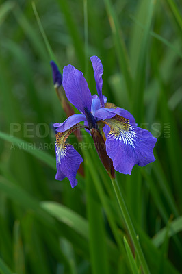 Buy stock photo Flower, iris and bloom in outdoors for nature, horticulture and conservation of meadow. Plants, calming and growth in sustainability of countryside, ecosystem and botany for environment on travel