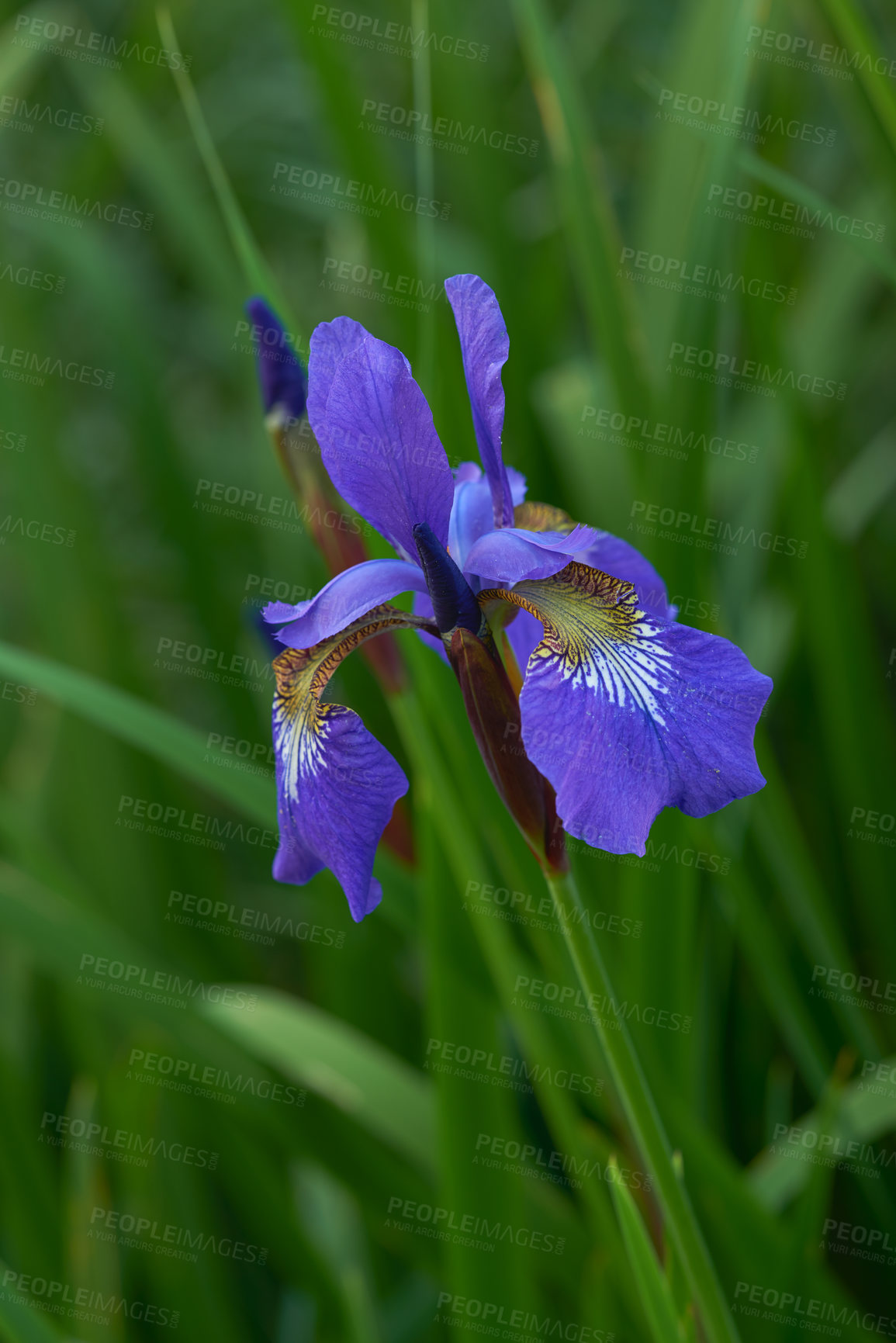 Buy stock photo Flower, iris and bloom in outdoors for nature, horticulture and conservation of meadow. Plants, calming and growth in sustainability of countryside, ecosystem and botany for environment on travel