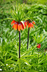 Majestic Crown Imperial Lilies