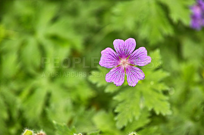 Buy stock photo Flower, cranesbill and petals in bloom for spring, outdoor and growth in garden, backyard and landscape. Plant, hardy geranium and blossom with leaves in countryside, pasture or meadow in environment