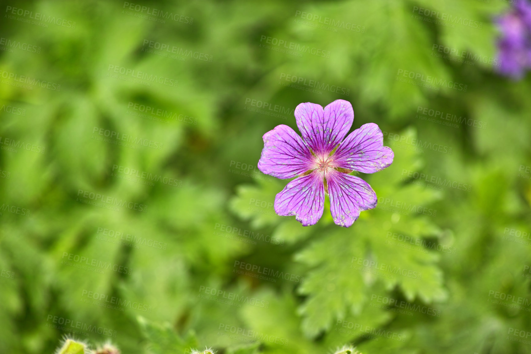 Buy stock photo Flower, cranesbill and petals in bloom for spring, outdoor and growth in garden, backyard and landscape. Plant, hardy geranium and blossom with leaves in countryside, pasture or meadow in environment