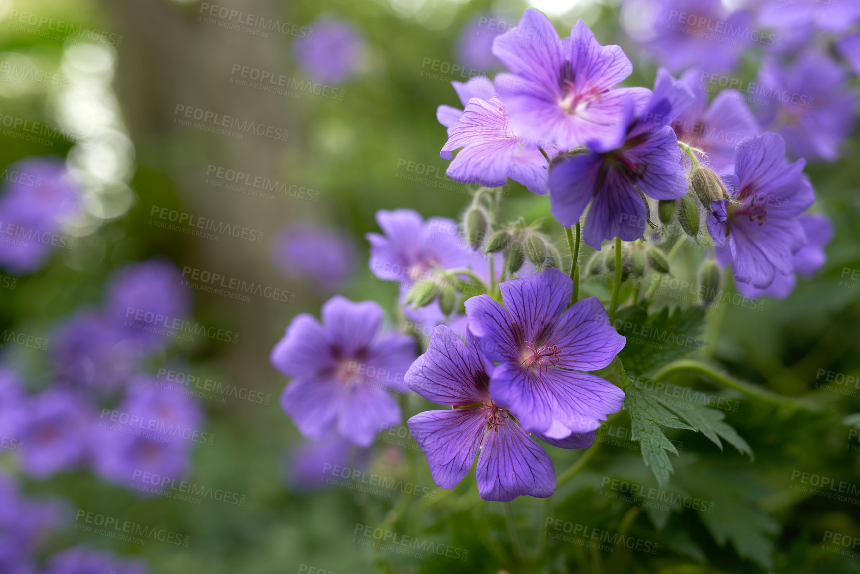 Buy stock photo Flowers, hydrangea and vegetation in spring at garden, nature and greenhouse at countryside in Canada. Plants, terrace and grassland by petals blooming on landscape, backyard or nursery for gardening