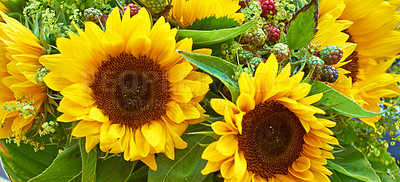 Buy stock photo Closeup of yellow sunflower bouquet. large bright blooms in farm style floral arrangement with green leaves and petals. Rustic rural plants, wild berries and blossoms. Common edible Helianthus  