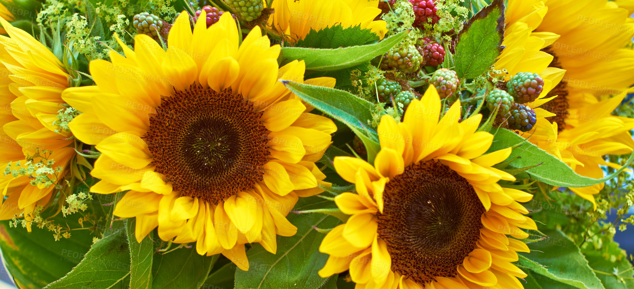 Buy stock photo Closeup of yellow sunflower bouquet. large bright blooms in farm style floral arrangement with green leaves and petals. Rustic rural plants, wild berries and blossoms. Common edible Helianthus  