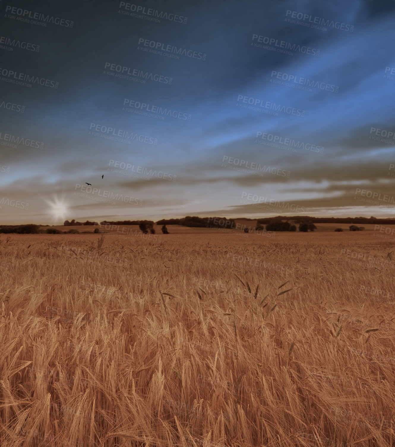Buy stock photo Field, grass and wheat growing for farming, agriculture and sustainability in countryside or environment in winter. Empty land with clouds in sky and plants for rice or cereal production in nature